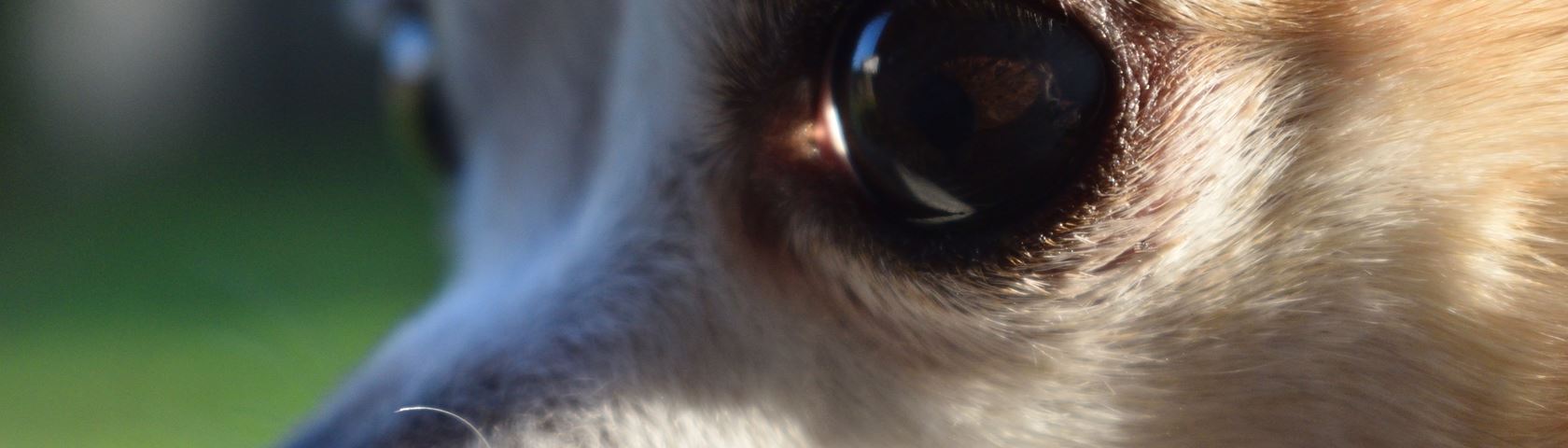 Chihuahua Eyes