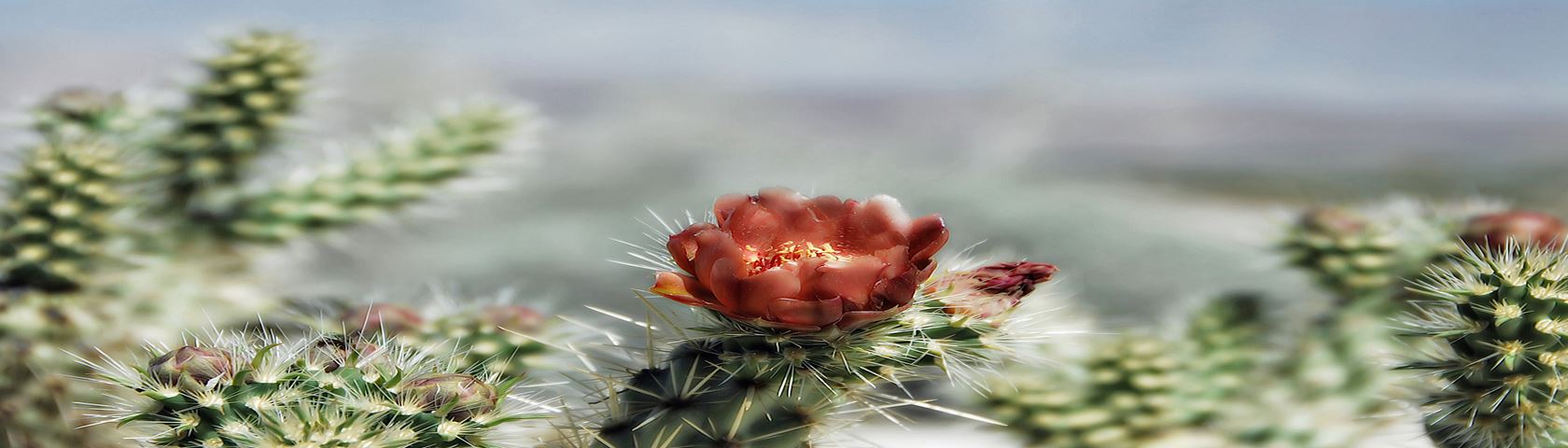 Wolf's Cholla - Red