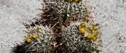 Barrel Cactus