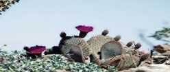 Beaver Tail Cactus