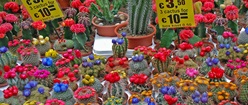 At the Cactus Store