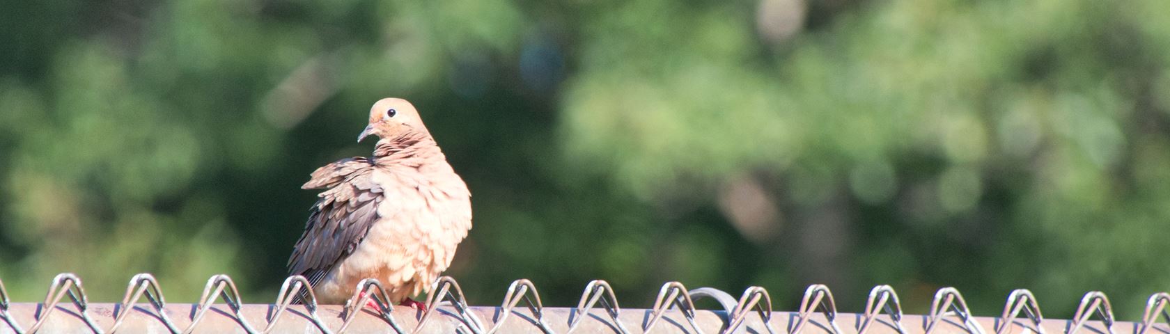 Mourning Dove in Summer