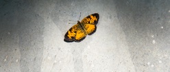 Butterfly on Guardrail
