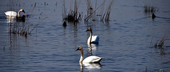 Swans Lake
