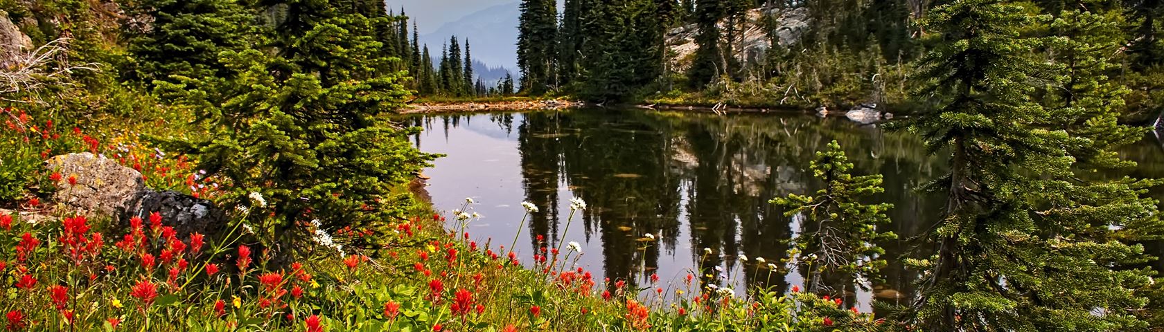 Wild Flower and a Lake