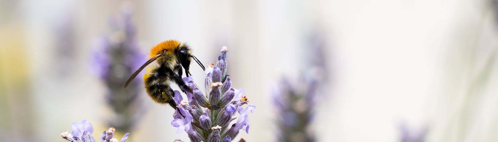 Bee On Lavender