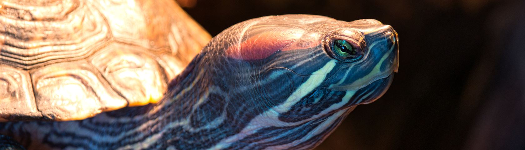 Turtle Closeup