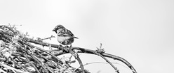 Sparrow High Key