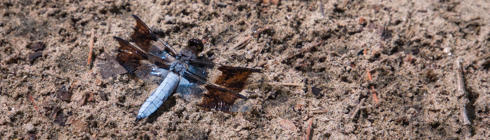 Blue and Brown Dragonfly