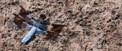 Blue and Brown Dragonfly