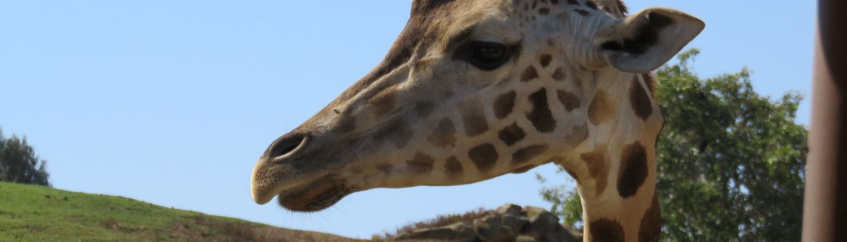 Giraffe on Safari