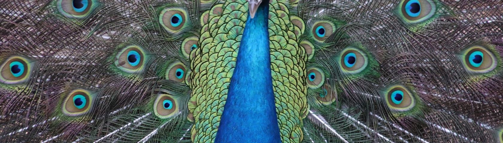 Peacock in Full Splendor