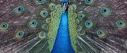 Peacock in Full Splendor
