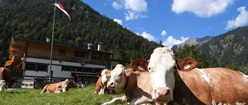 Mountain Cows in Pertisau Austria