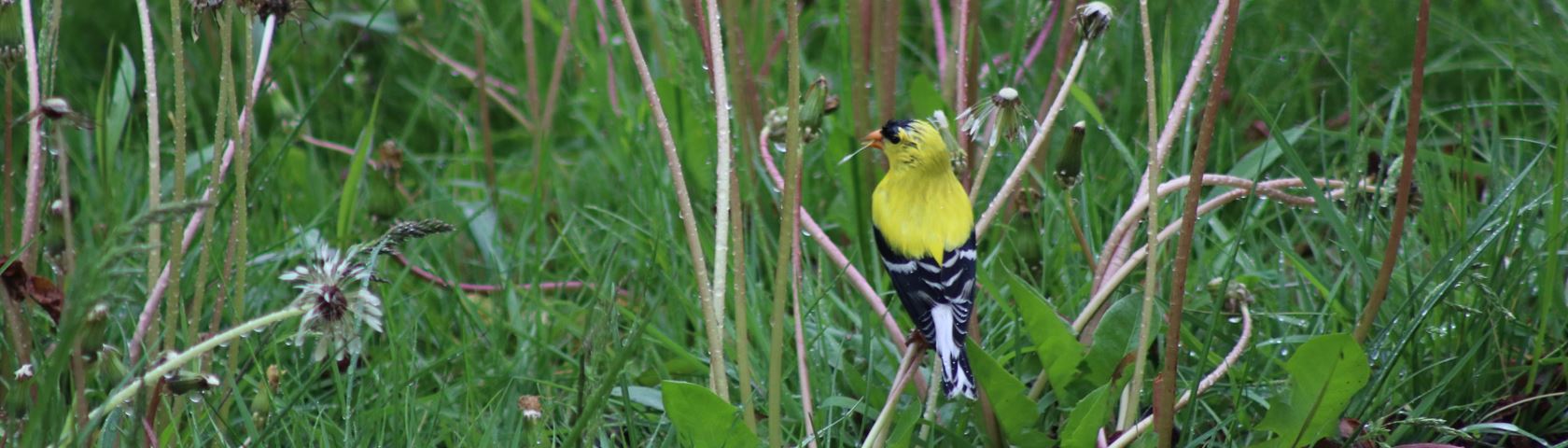 Yellow Bird in the Rain