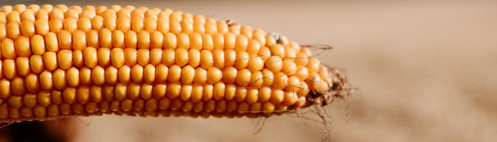 Corn in Autumn