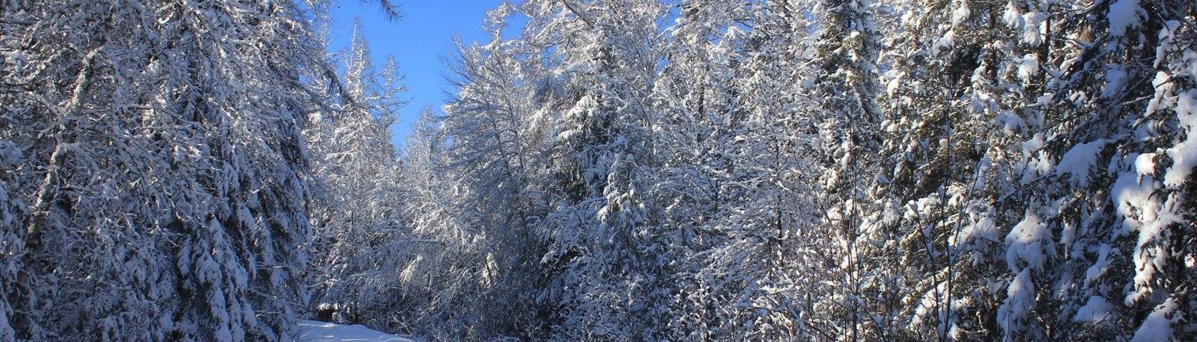 Tree with Snow