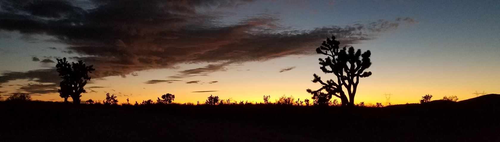 The Desert Sunset