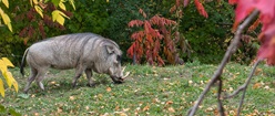 Pumba