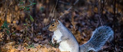 Squirrel before winter