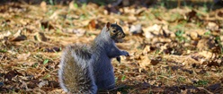 Squirrel with peanut