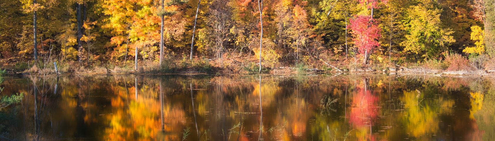 Fall reflected