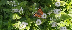 Butterfly in winter