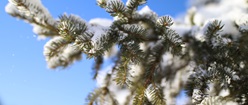 Tree With Snow