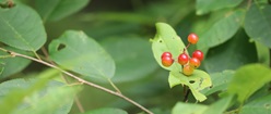 Small Red Fruits