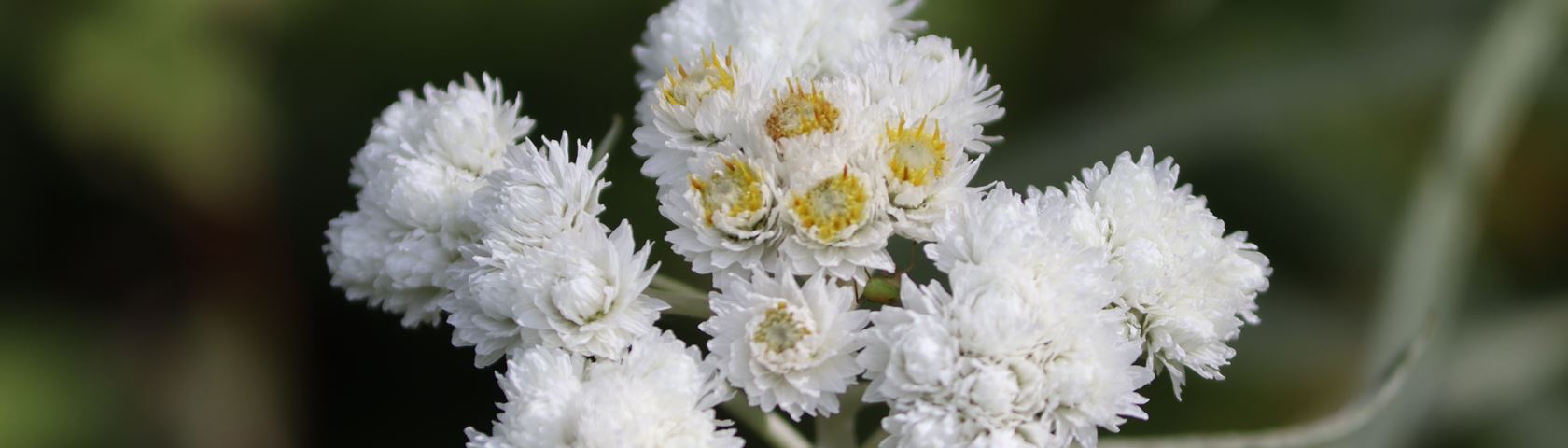 Wild White Flower