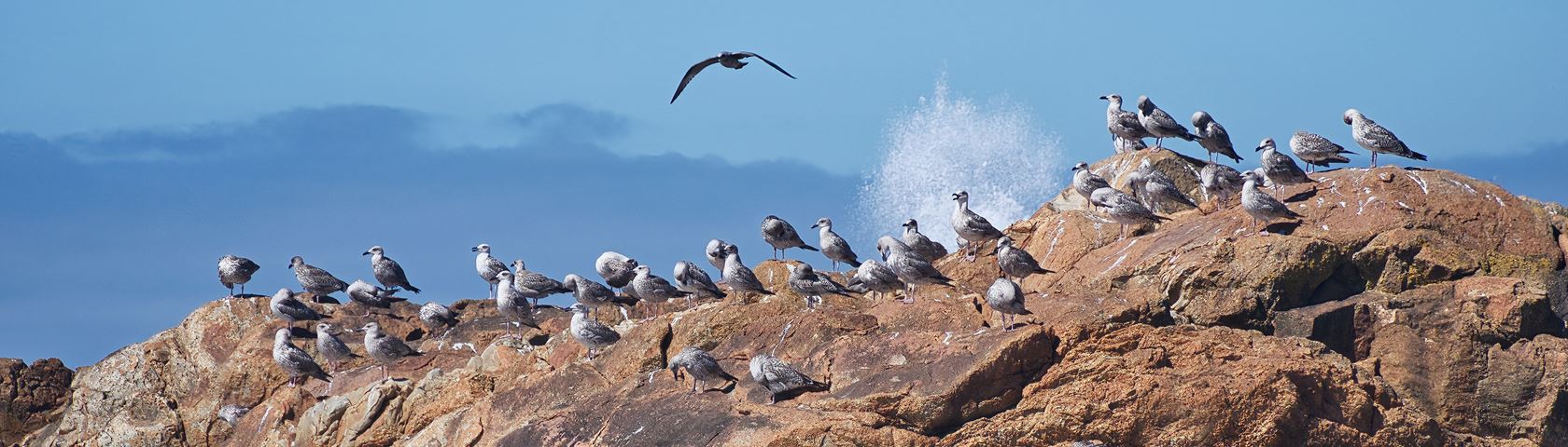 Porto-gulls