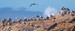 Porto-gulls