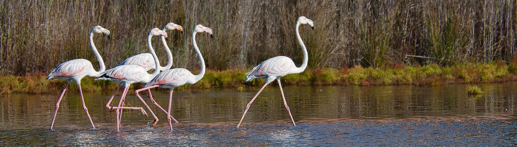 Aveiro Flamingos