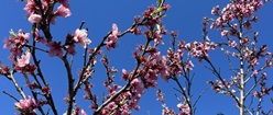 Pink Spring Blossoms Nectarine Tree Blue Sky