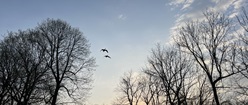 Ducks Upon The Sunrise
