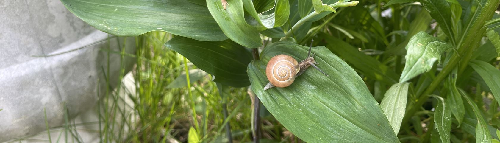 Evening Snail
