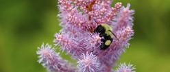 Bee on Flower