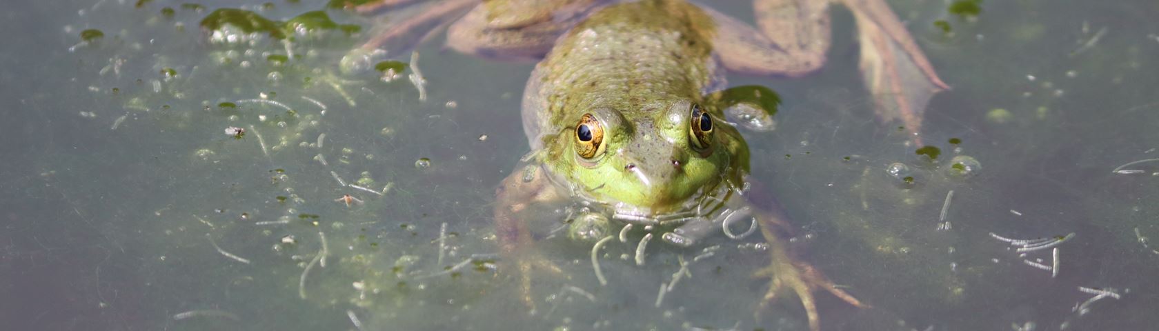 Another Frog in Swamp