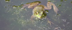 Another Frog in Swamp