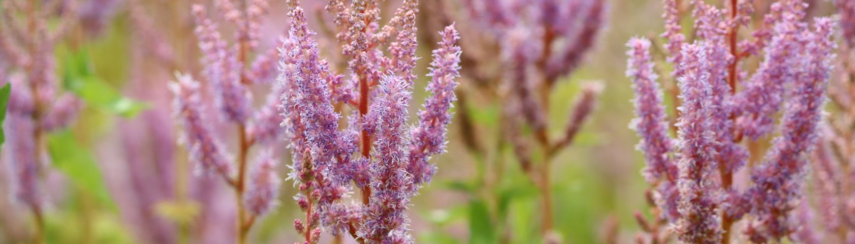 Pink Flowers