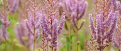 Pink Flowers