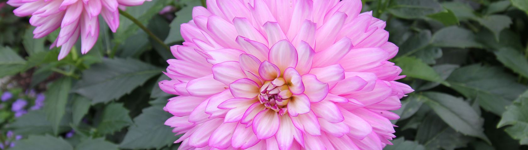 Pink, Round Flower