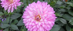 Pink, Round Flower