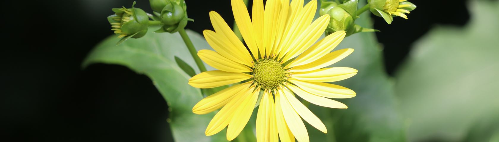 Yellow Flower