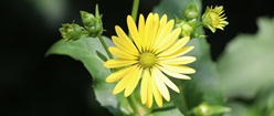 Yellow Flower