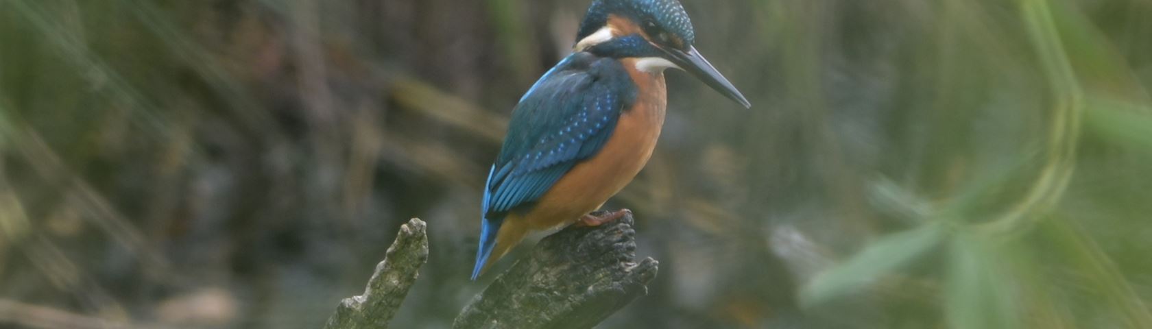 Kingfisher