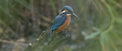 Kingfisher