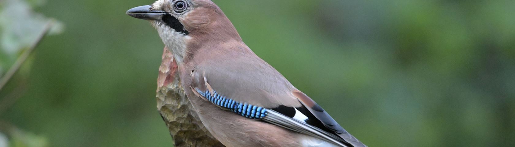 Jay on Bird Table