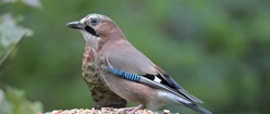 Jay on Bird Table