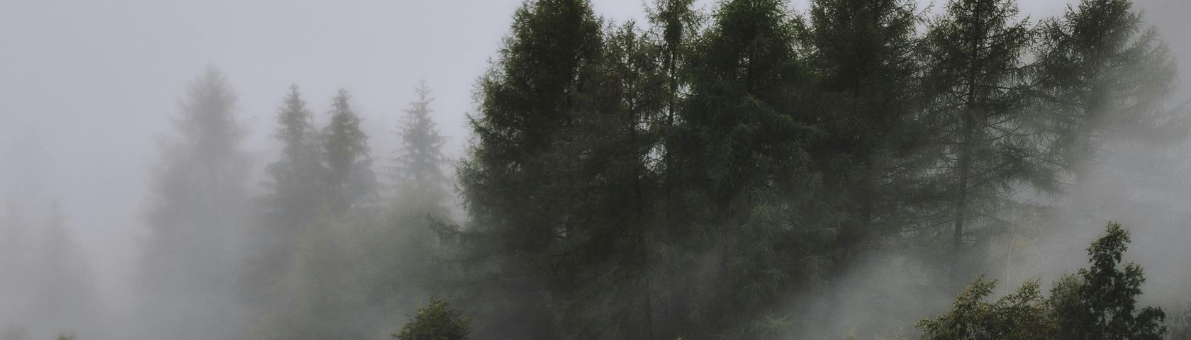 Forest with Fog